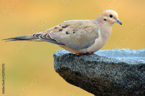 Mourning Dove (Zenaida Macroura) 0934