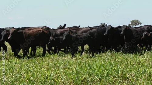 Agribusiness - Brangus Black Cattle, in natural pasture, Angus cattle, highly genetic bulls in Brazil - Livestock