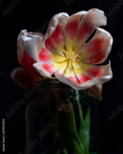 flower on black background