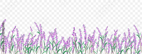Lavender floral border on transparent background.