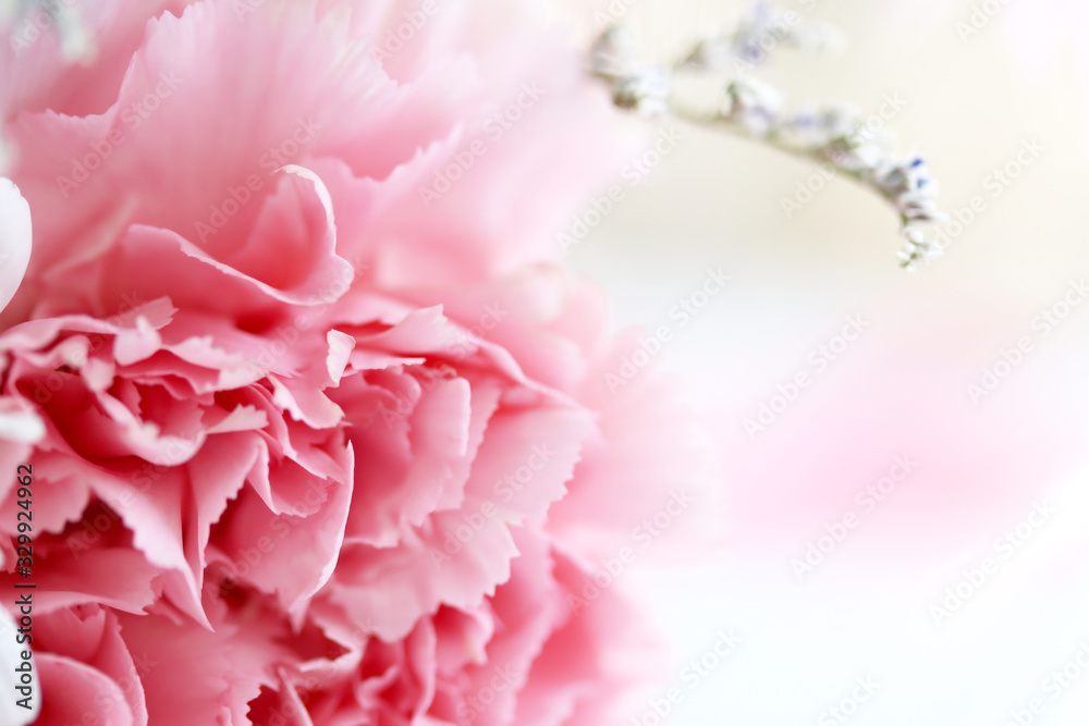 Carnation petals soft blur for background. Concept of flower texture background.