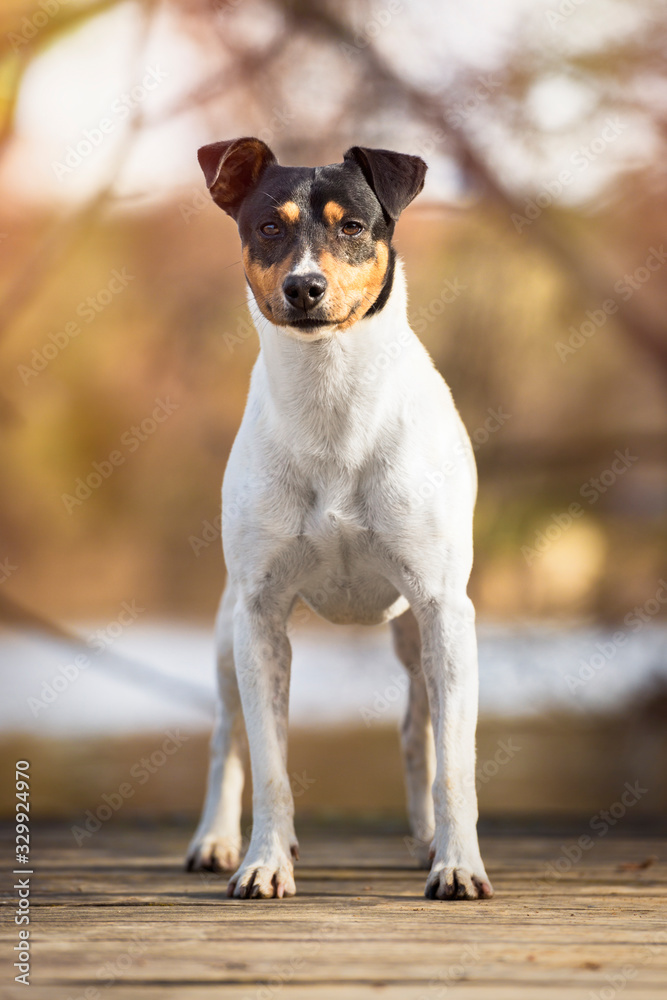 Purebred dog Ratonero Bodeguero Andaluz looking at the camera, front view posing next to the river, natural background.