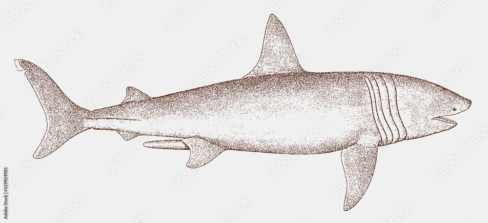 Obraz premium Endangered basking shark, cetorhinus maximus in side view