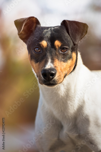 Bodeguero Andaluz purebred dog looking at the camera, head portrait, natural background.