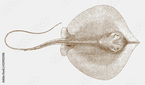 Fotografia Atlantic stingray hypanus sabinus from the Atlantic coast of North America in to