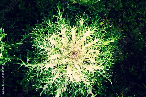 Ornamental Cabbage is grown in the garden ,The leaves  are white ,The leaves splintered  beautifully.