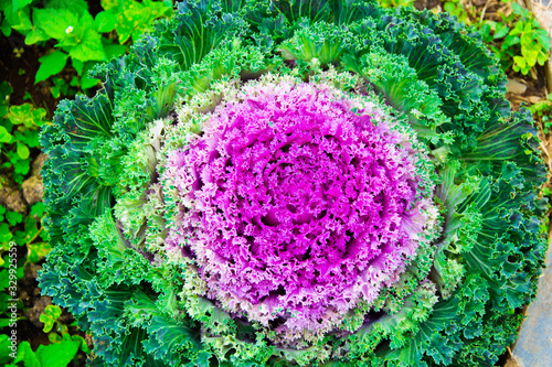 Ornamental Cabbage is grown in the garden .