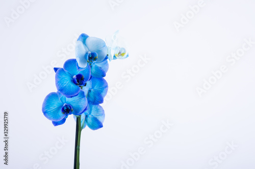 Blue orchid on white background
