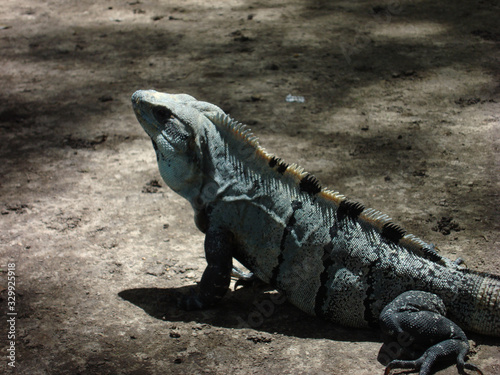 Brown mexican iguana in the floor