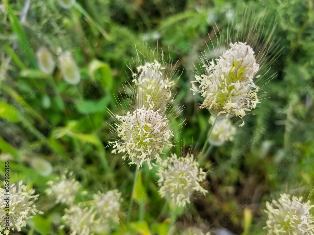 Flowers of Hare's-tail grass or bunnytail Flowers of Hare's-tail grass or bunnytail