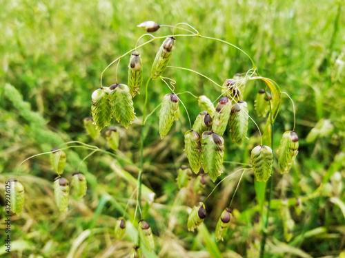 Big or great quaking grass, tears