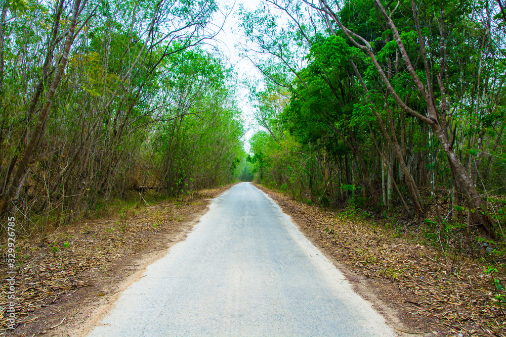 Road is in the forest. Road is in the forest.