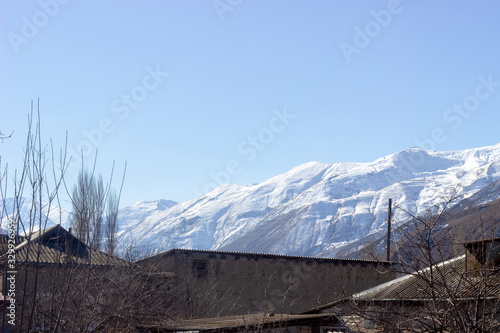 beautiful dried tree and hills in background. Dry trees on the background of mountains. trees on the background of mountains. Trees on the background of snow-capped mountains