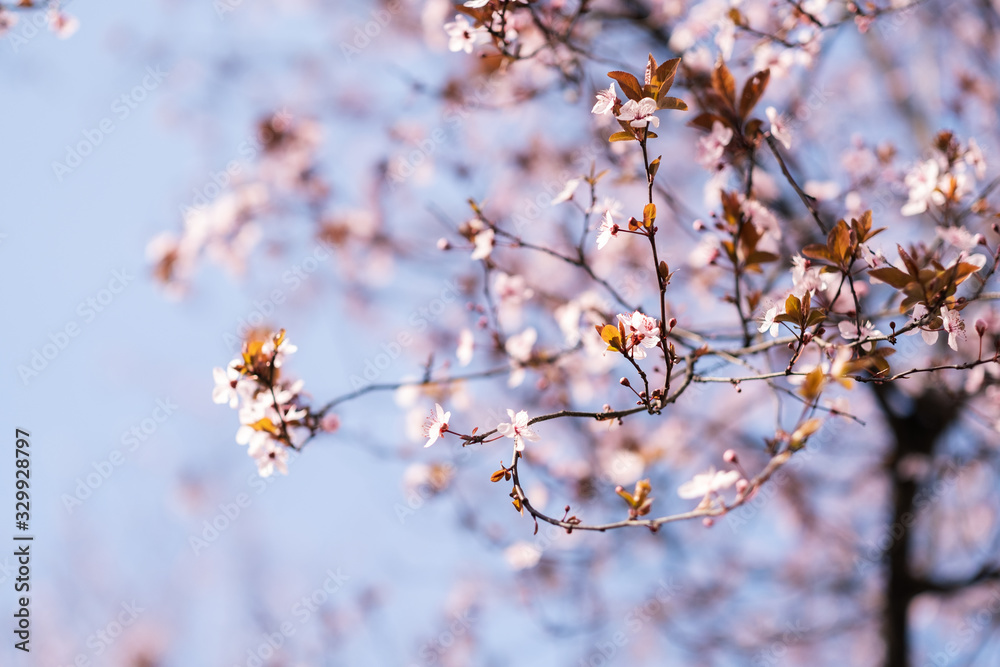 Close-up of Cherry Blossoms Close-up of Cherry Blossoms