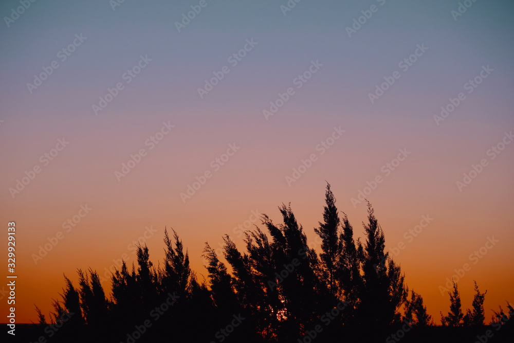 Ashe Juniper silhouette on Texas sky sunset background.