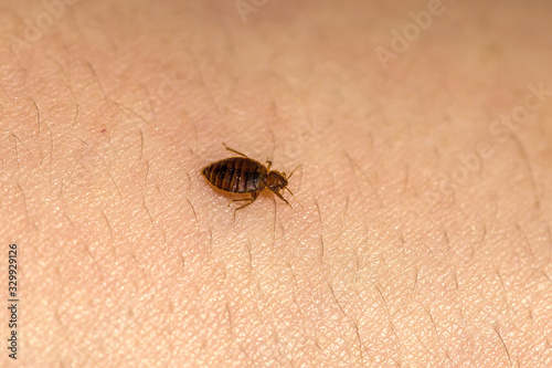 Bed Bugs 