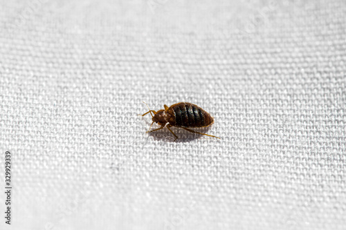 Bed Bug Up Close On Bed 