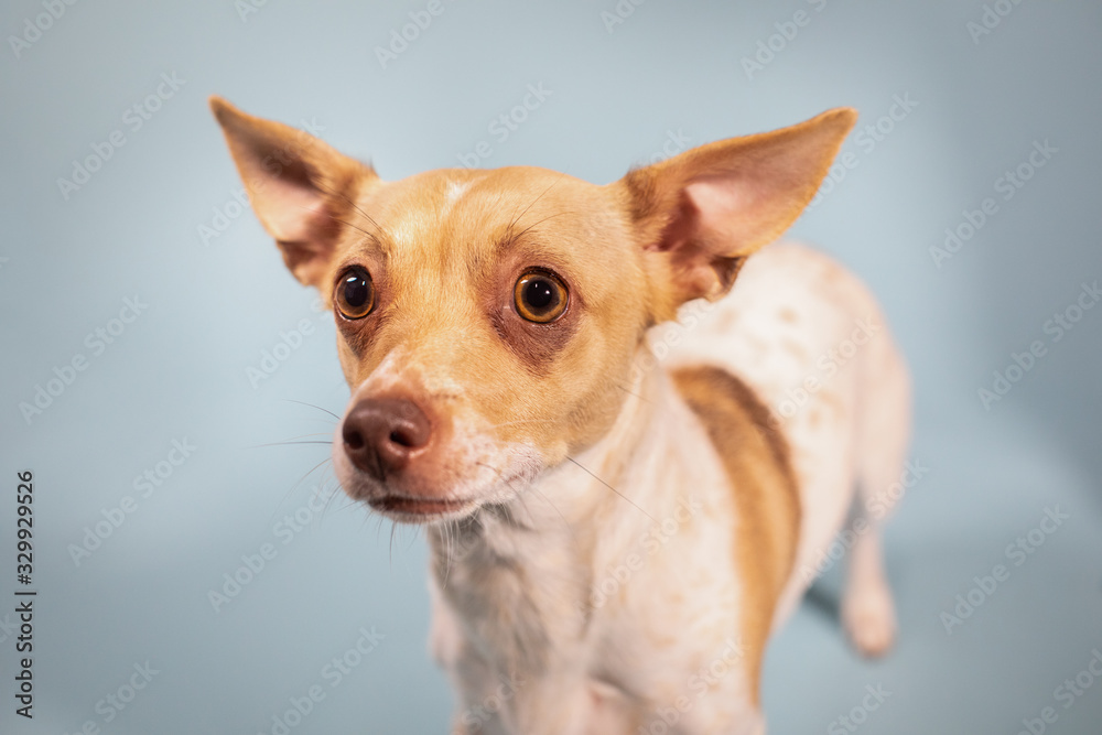 Close up of sad wide eyed chihuahua weenie mixed breed big ears on solid background 