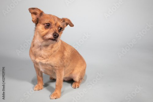 Brown wired haired terrier puppy sad sulking expression on solid background 