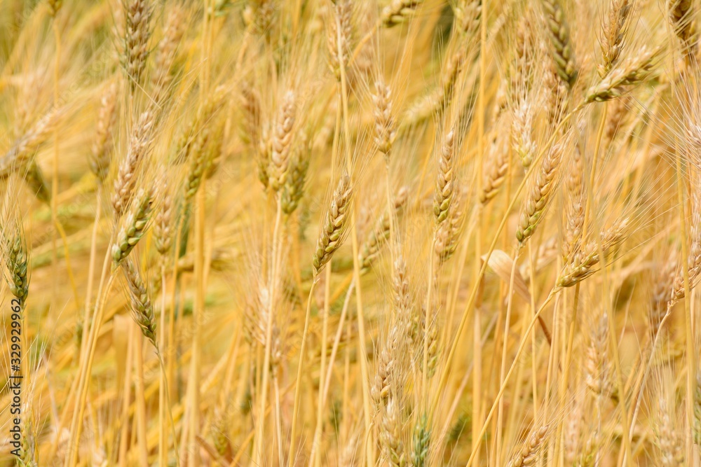 harvest in August in the village harvest in August in the village