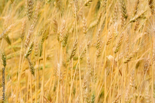 harvest in August in the village