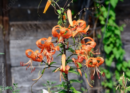 cute orange lily flowers