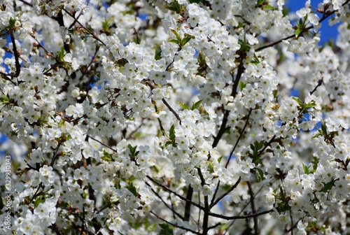 White flowers of fruit trees