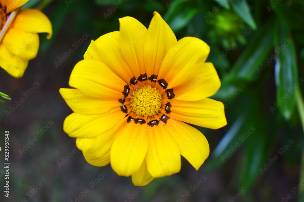 The yellow flower with the strong black eye in the garden. The yellow flower with the strong black eye in the garden.