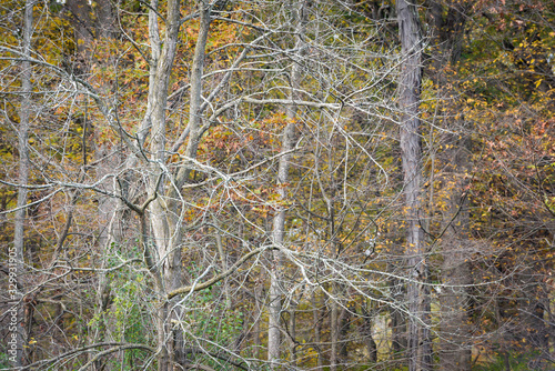 Autumn leaves and bare branches create natural abstract patterns in the Midwest woods.
