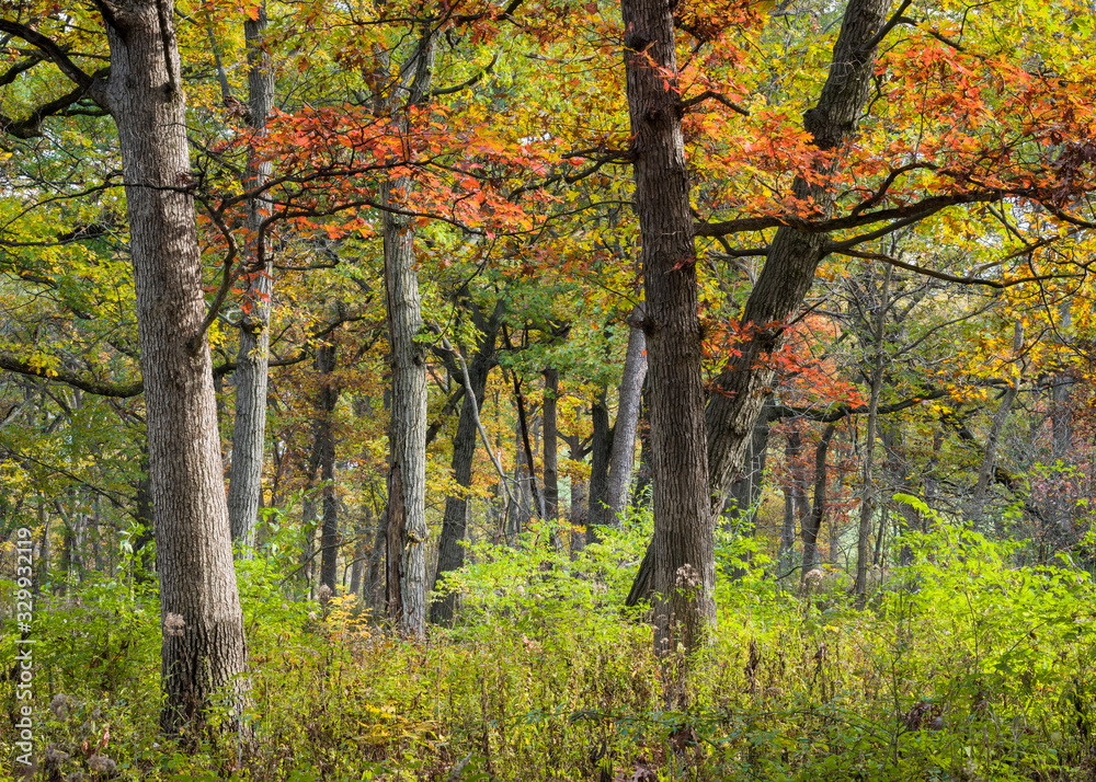 An oak savanna in peak autumn color in a Midwest woodland.