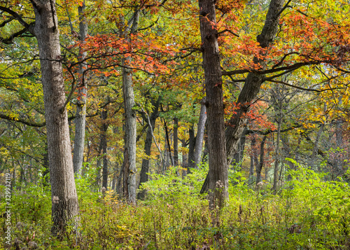 An oak savanna in peak autumn color in a Midwest woodland.