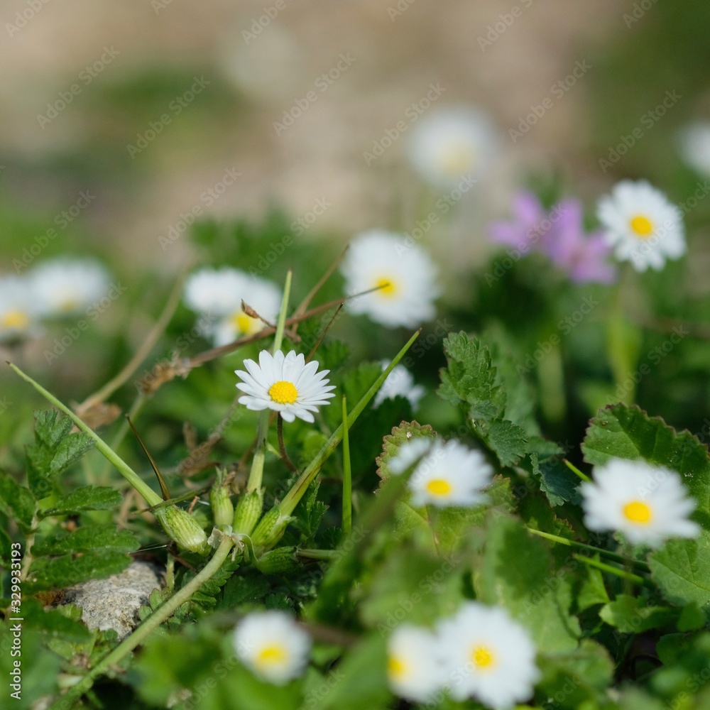 シチリアの花 シチリアの花