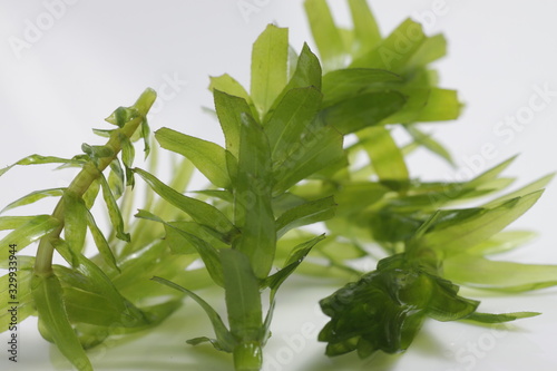 Egeria densa / Brazilian waterweed, is a species of 'Egeria' native to warm temperate South America in southeastern Brazil, Argentina, and Uruguay, usualy used for aquascape plant