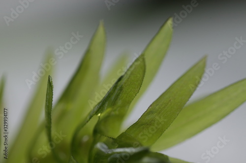 Egeria densa / Brazilian waterweed, is a species of 'Egeria' native to warm temperate South America in southeastern Brazil, Argentina, and Uruguay, usualy used for aquascape plant