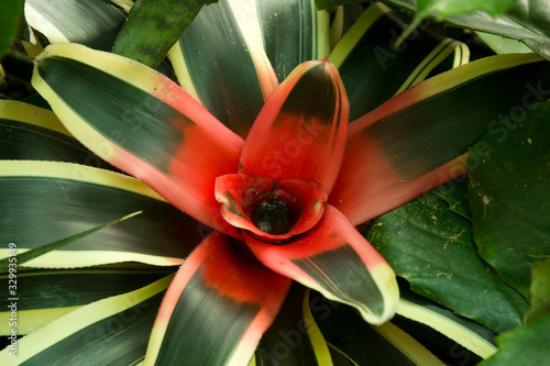 Neoregelia carolinae f. tricolor photo