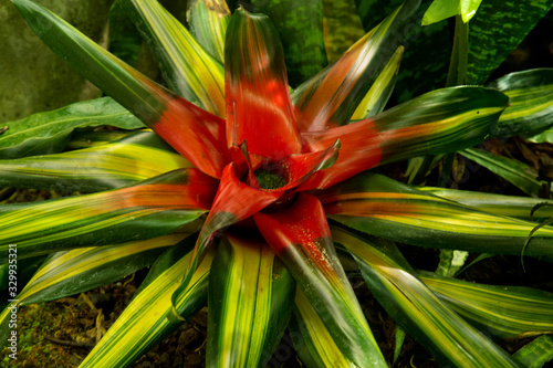 Bromeliad plant (Neoregelia carolinae).