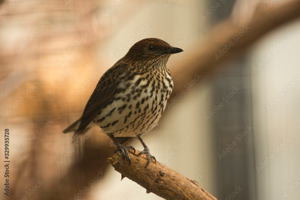 Amethyst Starling. (Cinnyricinclus leucogaster). Amethyst Starling. (Cinnyricinclus leucogaster).