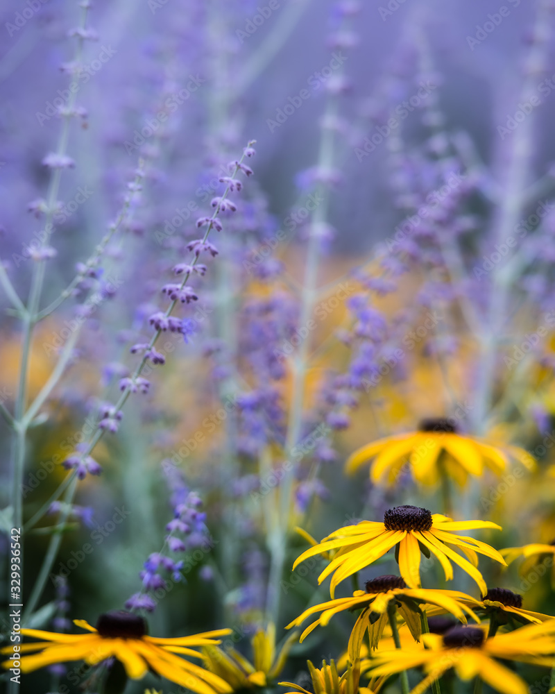 Art image of black eyed susans and purple heather out of focus except for dominant flower. Picture pretty would make a nice print.