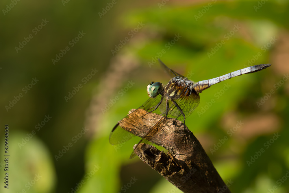 Closeup of dragonfly sitting on a piece of wood Closeup of dragonfly sitting on a piece of wood