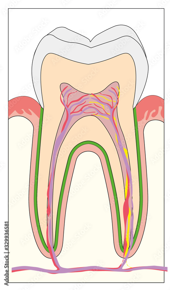 istologia dentale istologia dentale