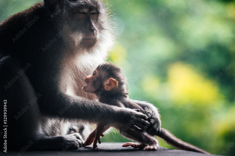 Fototapeta premium mother and baby macaque monkeys in monkey forest in ubud, bali, indonesia