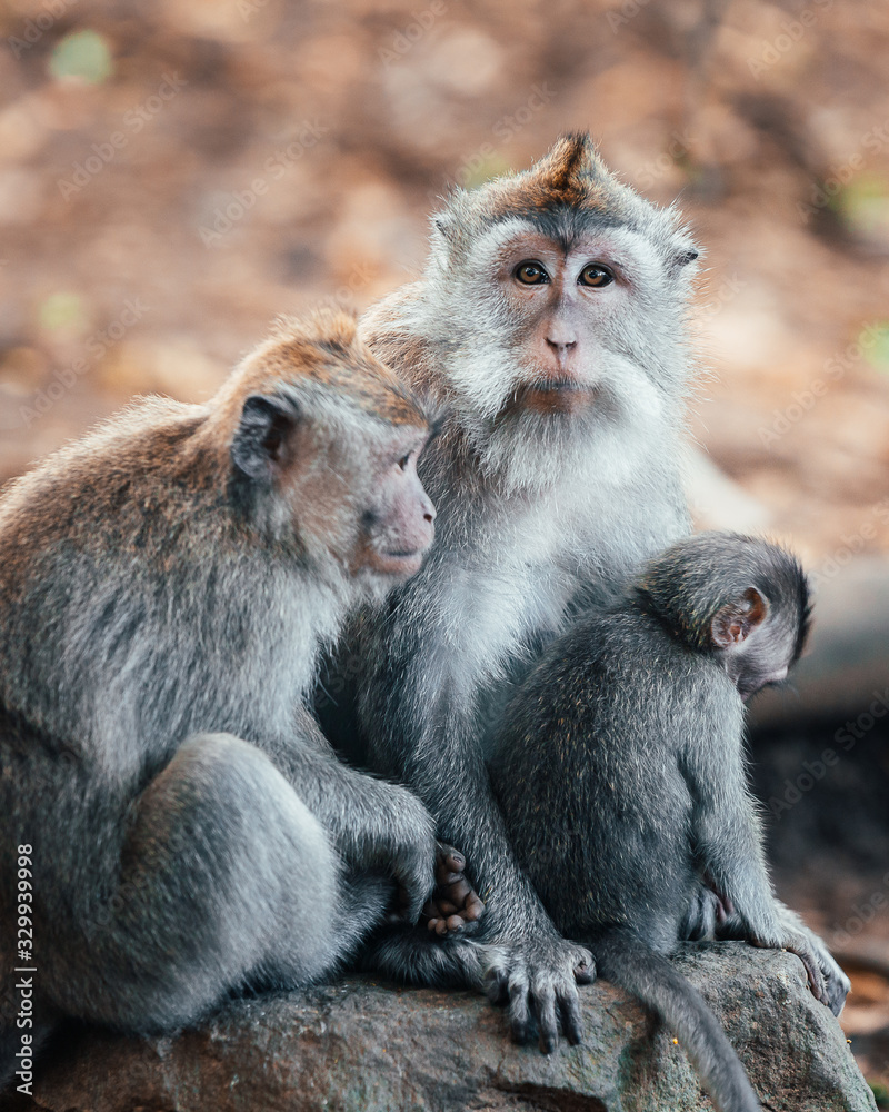 macaque monkeys in monkey forest in ubud, bali, indonesia