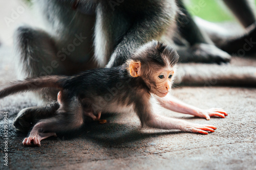 Canvas Print baby macaque monkey in monkey forest in ubud, bali, indonesia