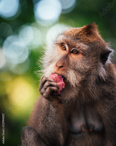 Canvas Print macaque monkey eating fruit in monkey forest in ubud, bali, indonesia