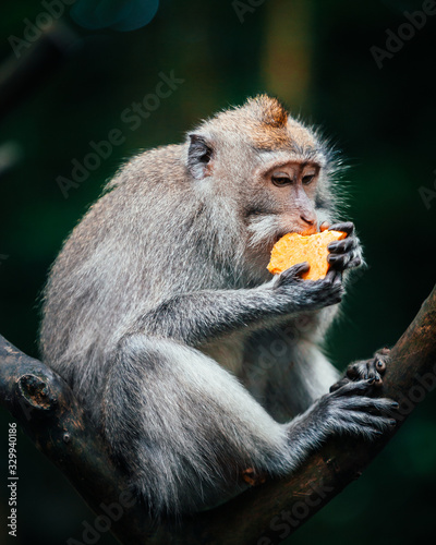 Photography macaque monkey eating fruit in monkey forest in ubud, bali, indonesia