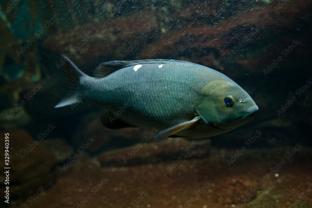Opaleye, rudderfish (Girella nigricans).