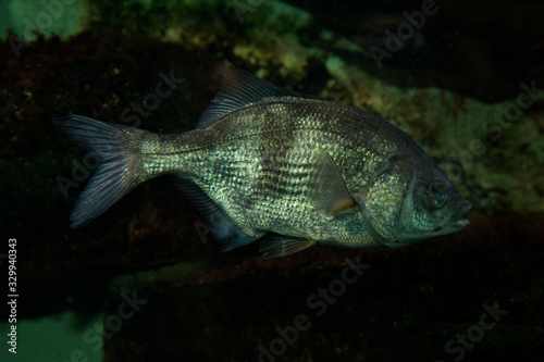 Pile perch (Rhacochilus vacca). photo