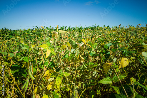 Beautiful soy plantation (Glycine max) and in the background a wonderful blue sky photo