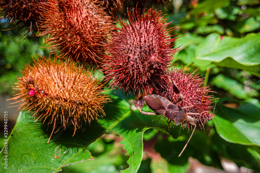 Annatto grains inside the fruit on the tree