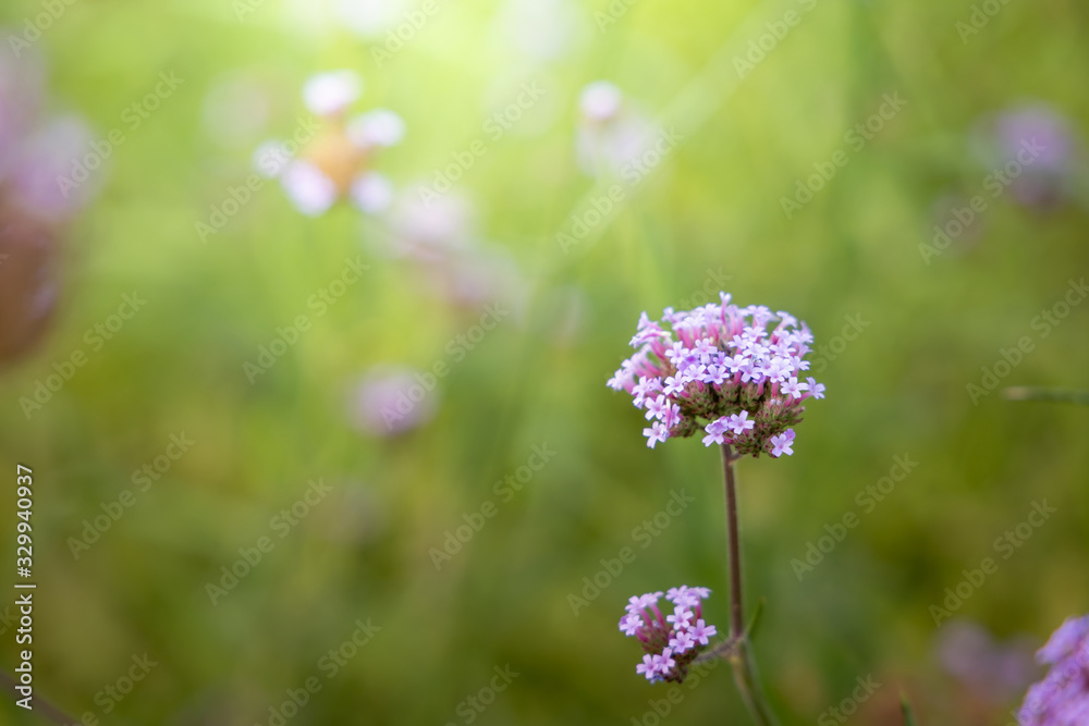 The background image of the colorful flowers The background image of the colorful flowers